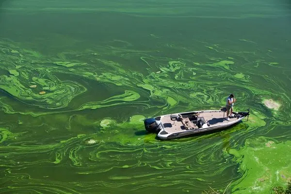 Algae along a shoreline