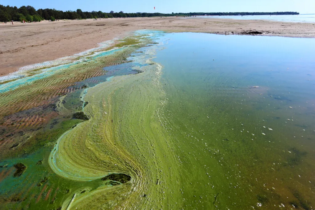 Algae bloom in a city lake