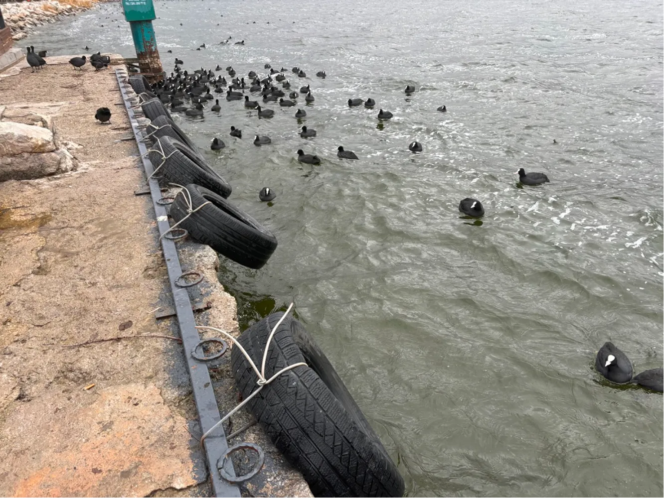 Dock edge with tyres